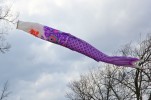 Cherry Blossom Kite Festival at the Mizumoto Japanese Stroll Garden